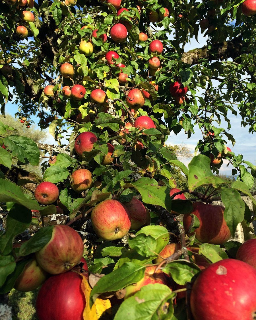 Reife Äpfel an einem Baum