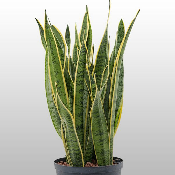 Sansevieria