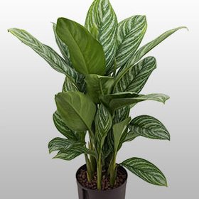 Eine Aglaonema Stripes