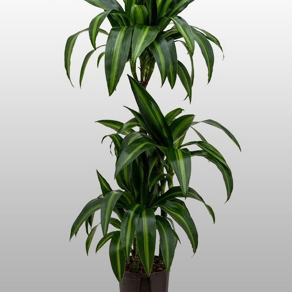 Eine Dracaena hawaiian sunshine