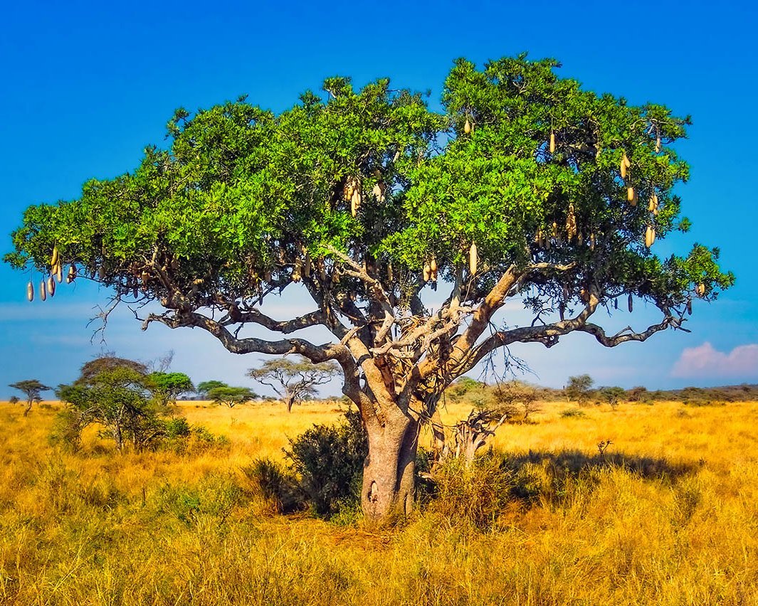Leberwurstbaum