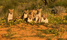 Löwen in der Kalahari