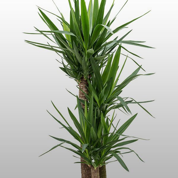 Yucca