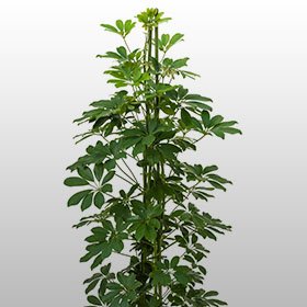 Schefflera arboricola