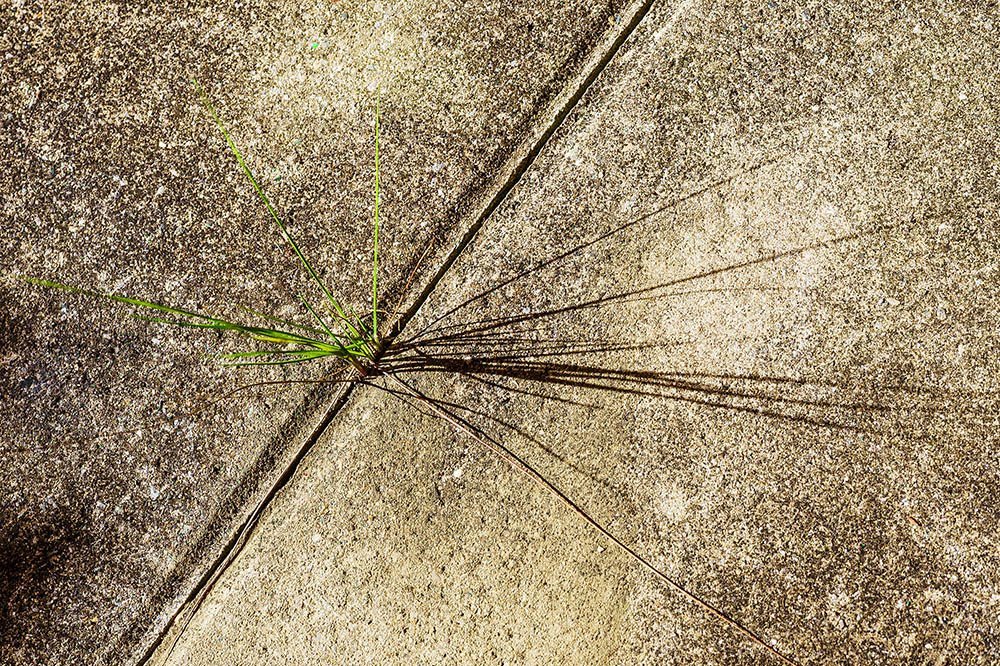 Gras wächst aus Steinfugen