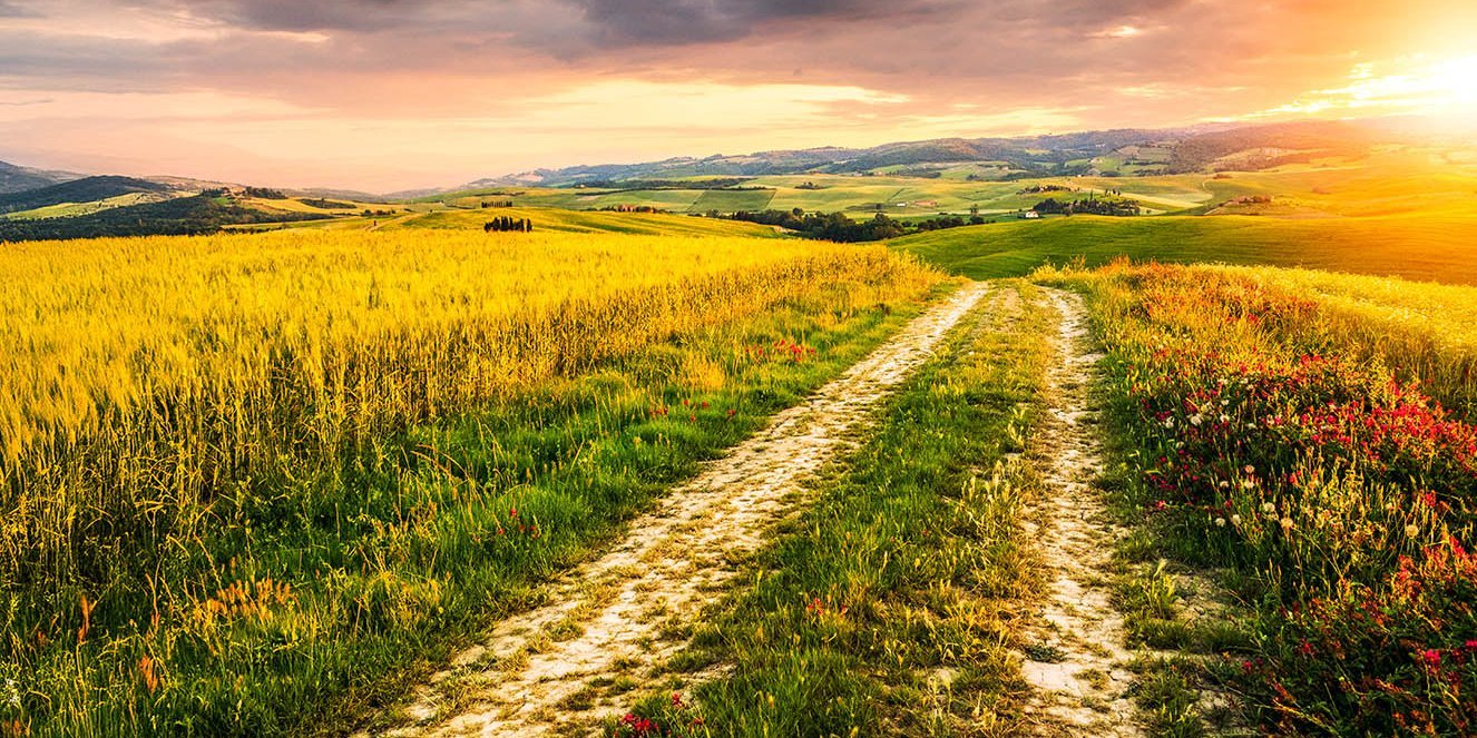 Weizenfeld im Sonnenuntergang