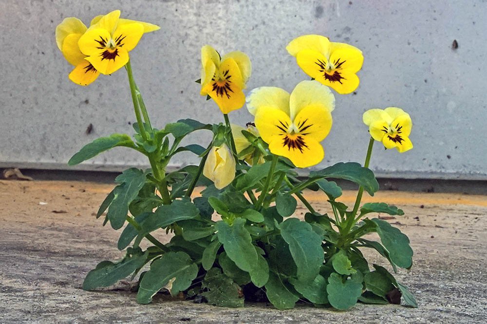 Gelbe Blume wächst aus Betonfuge