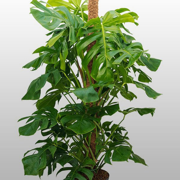 Die Pflanze Monstera