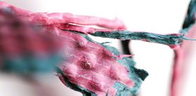 Eine Makrofotografie mit rosa, grau-grünen Farben von Iris Schlichte.