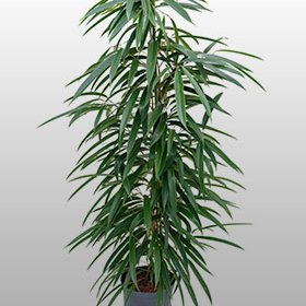 Ficus Allii