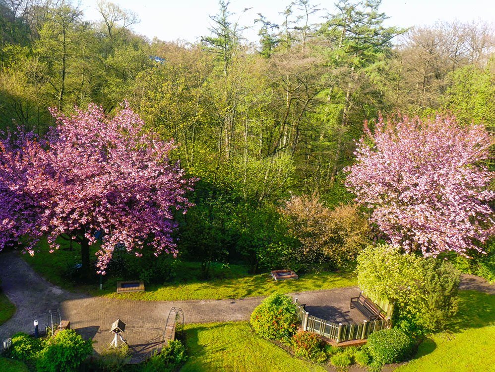 Kirschbäume im Park des Augustinum Aumühle