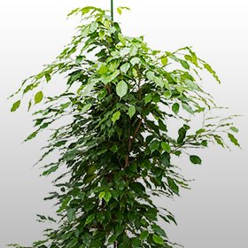 Ficus benjamina