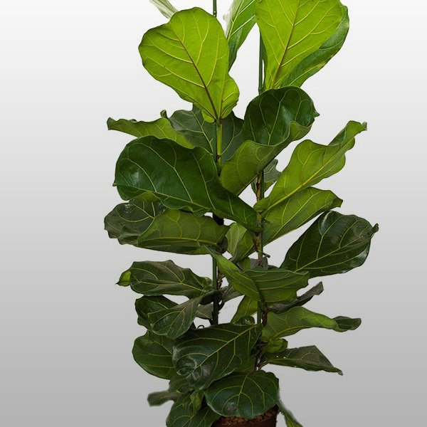 Ficus lyrata